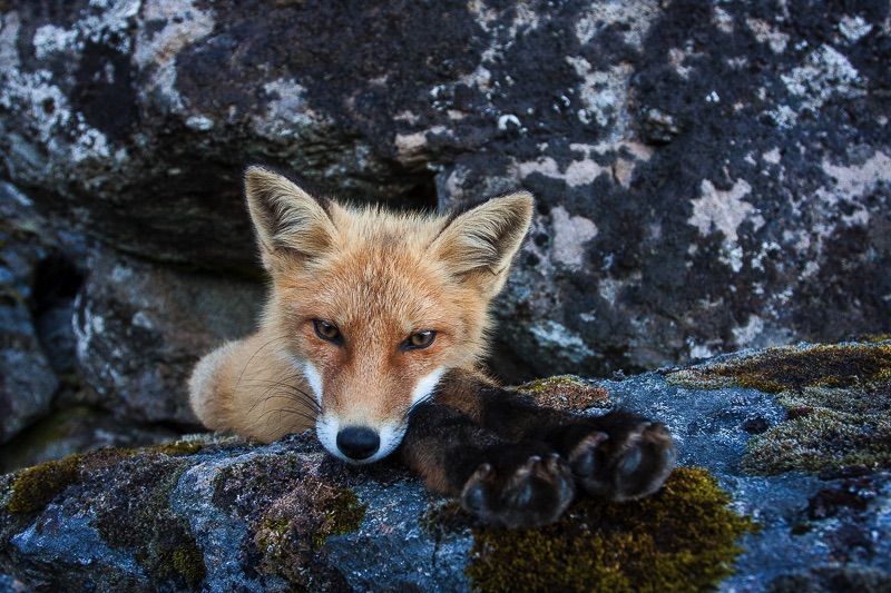 mammals Lofoten